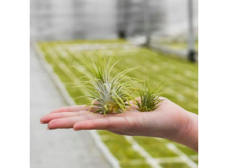 Airplant - Glass bottle large