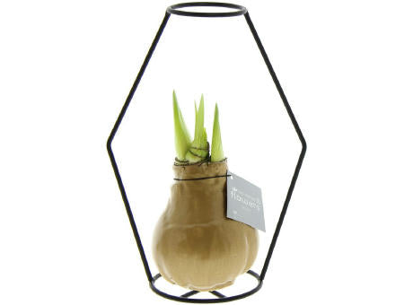 No Water Flowers® - Formz modern