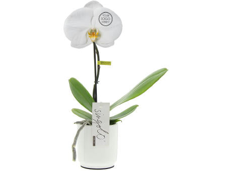 Message Printz® - Singolo Orchidee