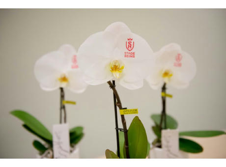 Message Printz® - Singolo Orchidee