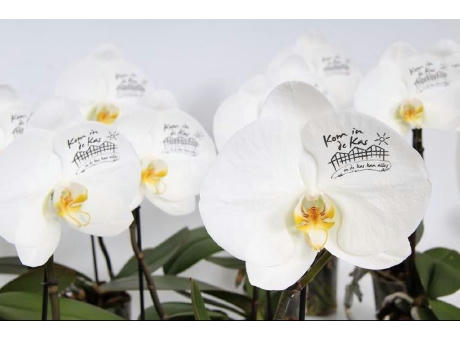 Message Printz® - Singolo Orchidee