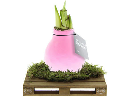 No Water Flowers® - Waxz® on pallet