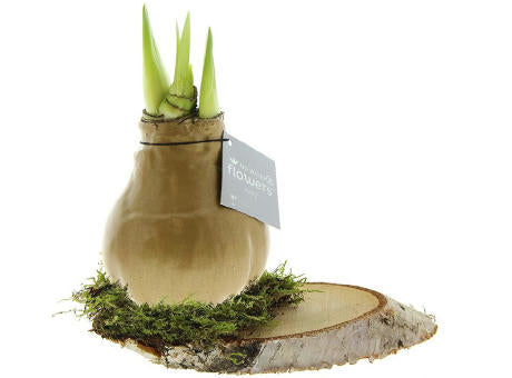 No Water Flowers® - Waxz® on wood