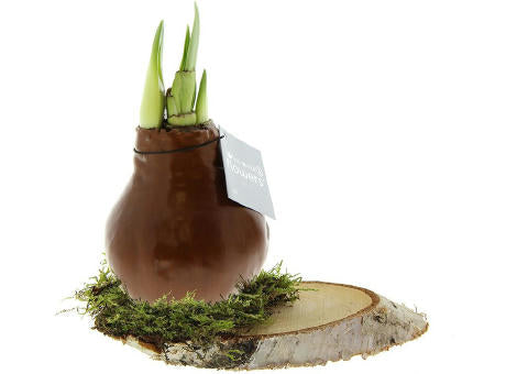 No Water Flowers® - Waxz® on wood