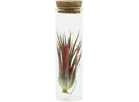 Airplant - Glass bottle small