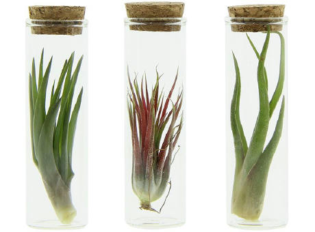 Airplant - Glass bottle small