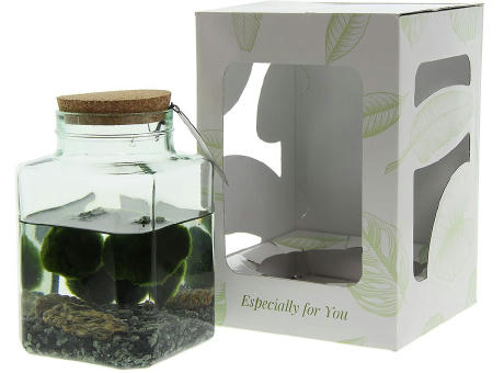 Marimo moss balls - Octogoon