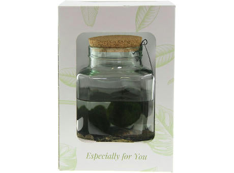 Marimo moss balls - Octogoon