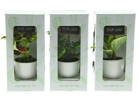 ChalkNotes® - Green mix
