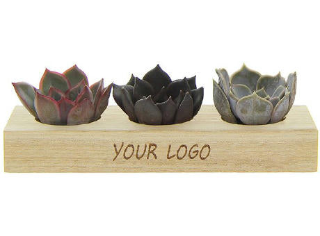 Tiny Treasurez® - Trio wood