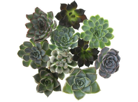 Tiny Treasurez® - Trio wood