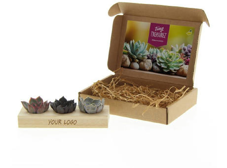 Tiny Treasurez® - Trio wood