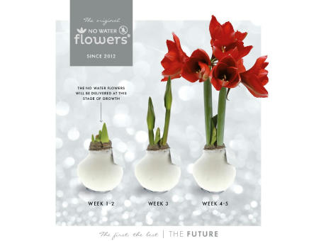 No Water Flowers® - Formz industrial