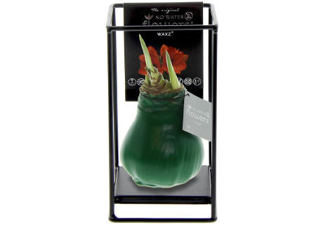 No Water Flowers® - Formz industrial