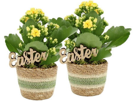 Easter basket small - Kalanchoe
