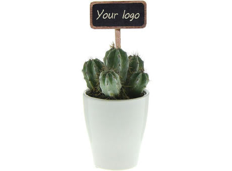 ChalkNotes® - Cacti mix