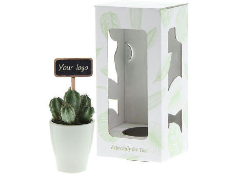 ChalkNotes® - Cacti mix