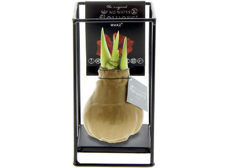 No Water Flowers® - Formz industrial