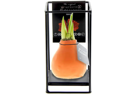 No Water Flowers® - Formz industrial