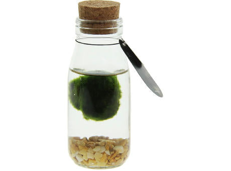 Marimo moss balls - Bottle small