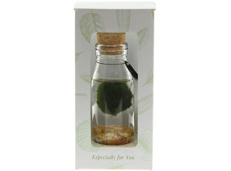 Marimo moss balls - Bottle small