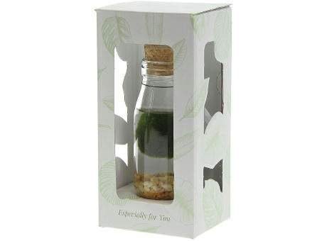Marimo moss balls - Bottle small