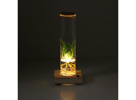 Hydroponic plants - Light bottle in giftbox