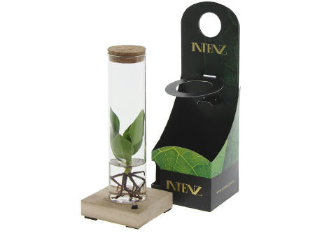 Hydroponic plants - Light bottle in giftbox