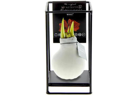 No Water Flowers® - Formz industrial