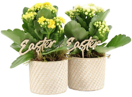 Easter braided ceramic small - Kalanchoe