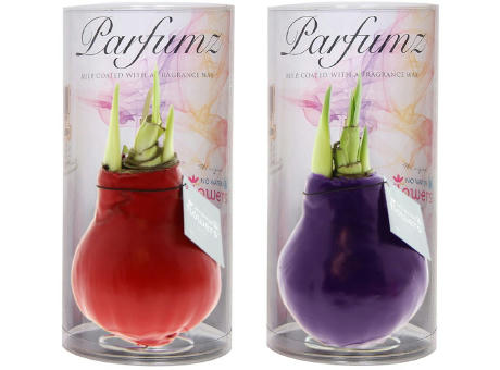 No Water Flowers® - Parfumz