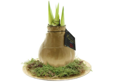 No Water Flowers® - Waxz® on golden dish
