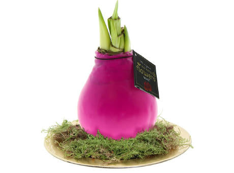 No Water Flowers® - Waxz® on golden dish