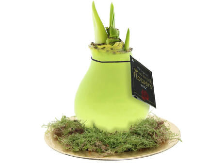 No Water Flowers® - Waxz® on golden dish