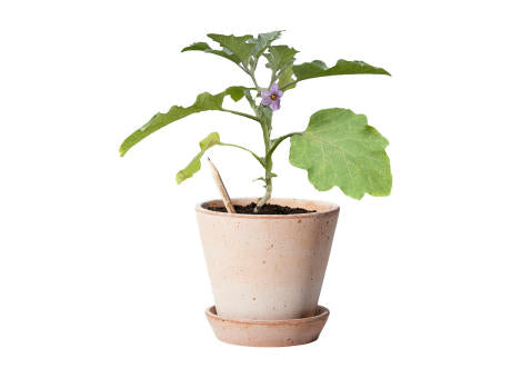Sproutworld Unsharpened Pencil Bleisstift ungespitzt