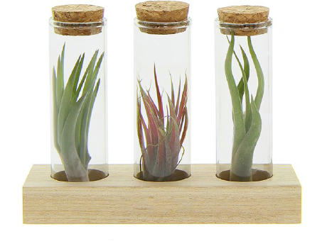 Airplant - Trio tube & wood