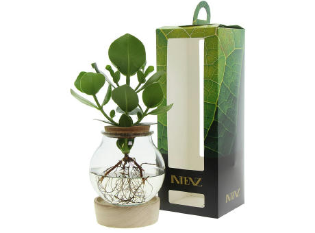 Hydroponic plants - Glass with LED light in giftbox