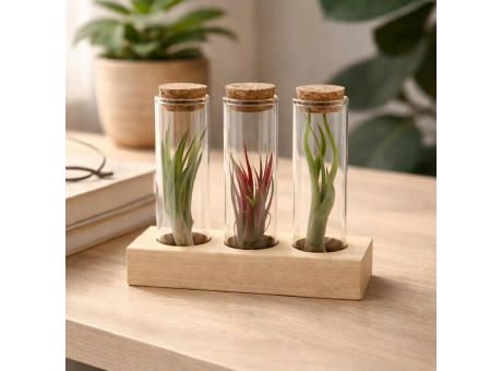 Airplant - Trio tube & wood