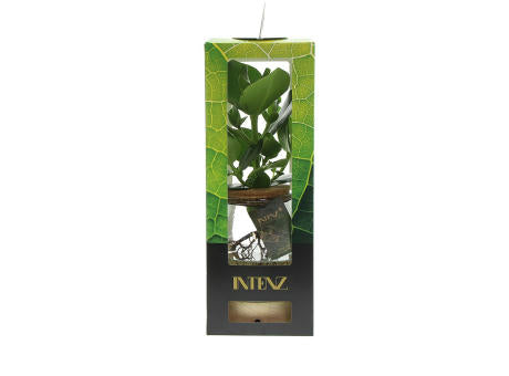 Hydroponic plants - Glass with LED light in giftbox