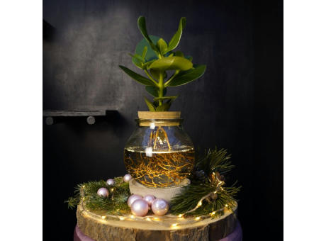 Hydroponic plants - Glass with LED light in giftbox