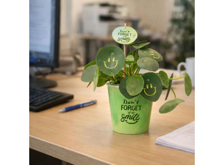 Smylieplant® - Happy im Pappbecher (large)