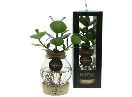 Hydroponic plants - Glass with LED light in giftbox