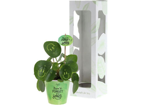 Smylieplant® - Happy im Pappbecher (large)