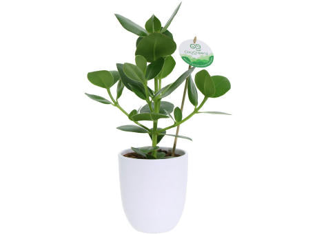 OxyGreenz® - Clusia rosea im Keramiktopf