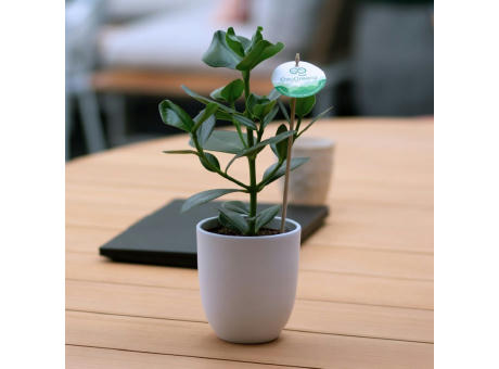 OxyGreenz® - Clusia rosea im Keramiktopf