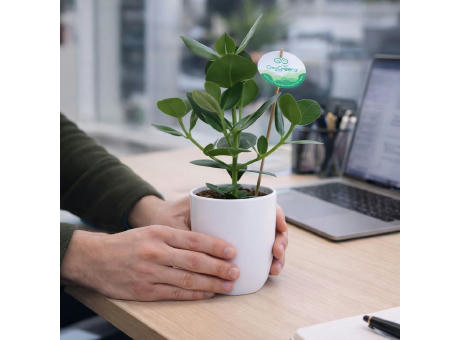 OxyGreenz® - Clusia rosea im Keramiktopf