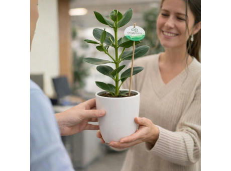 OxyGreenz® - Clusia rosea im Keramiktopf
