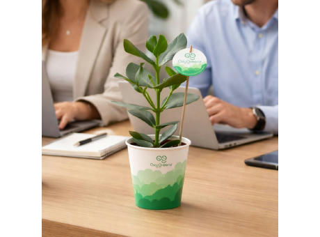 OxyGreenz® - Clusia rosea in papercup