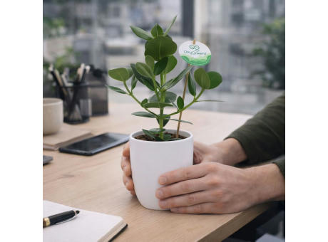 OxyGreenz® - Clusia rosea im Keramiktopf