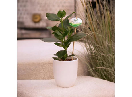 OxyGreenz® - Clusia rosea im Keramiktopf
